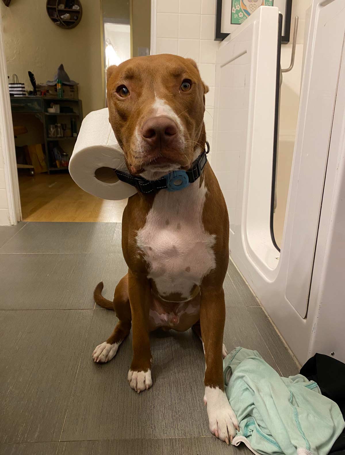Smartest wife ever! We were both pooping on opposite sides of the house... I called her and asked for toilet paper... She yelled for the dog and then told me to call him