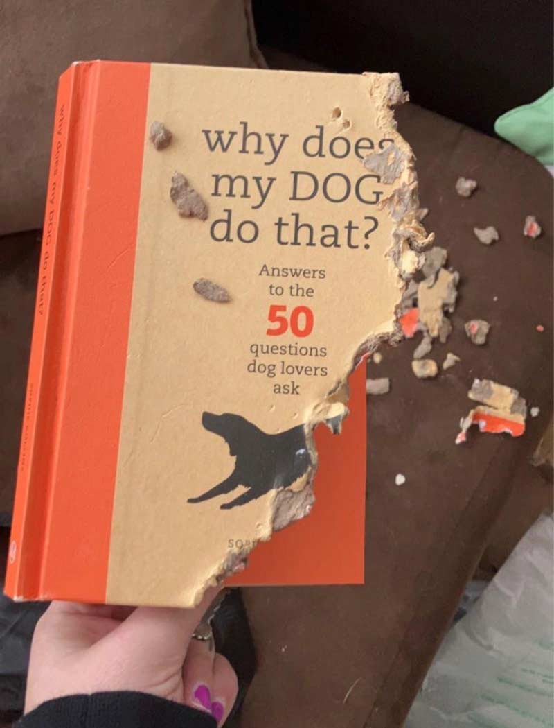 Dog doesn't want me to know the secrets