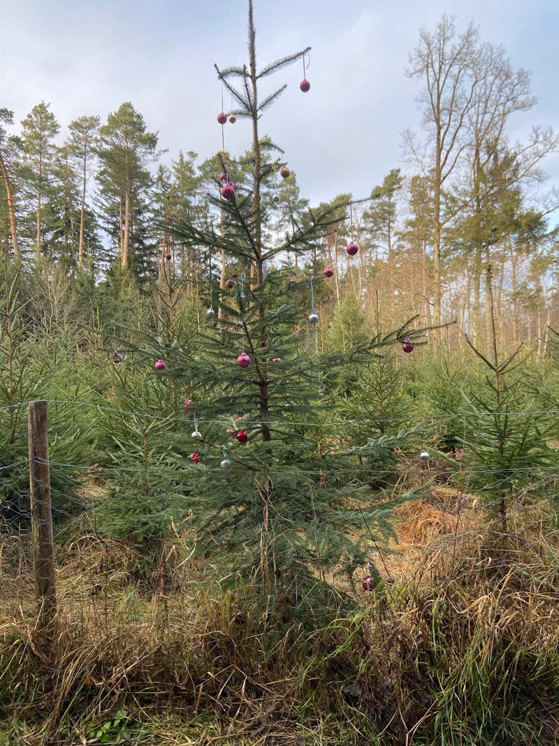Someone decorated a single tree in the forest I live close to