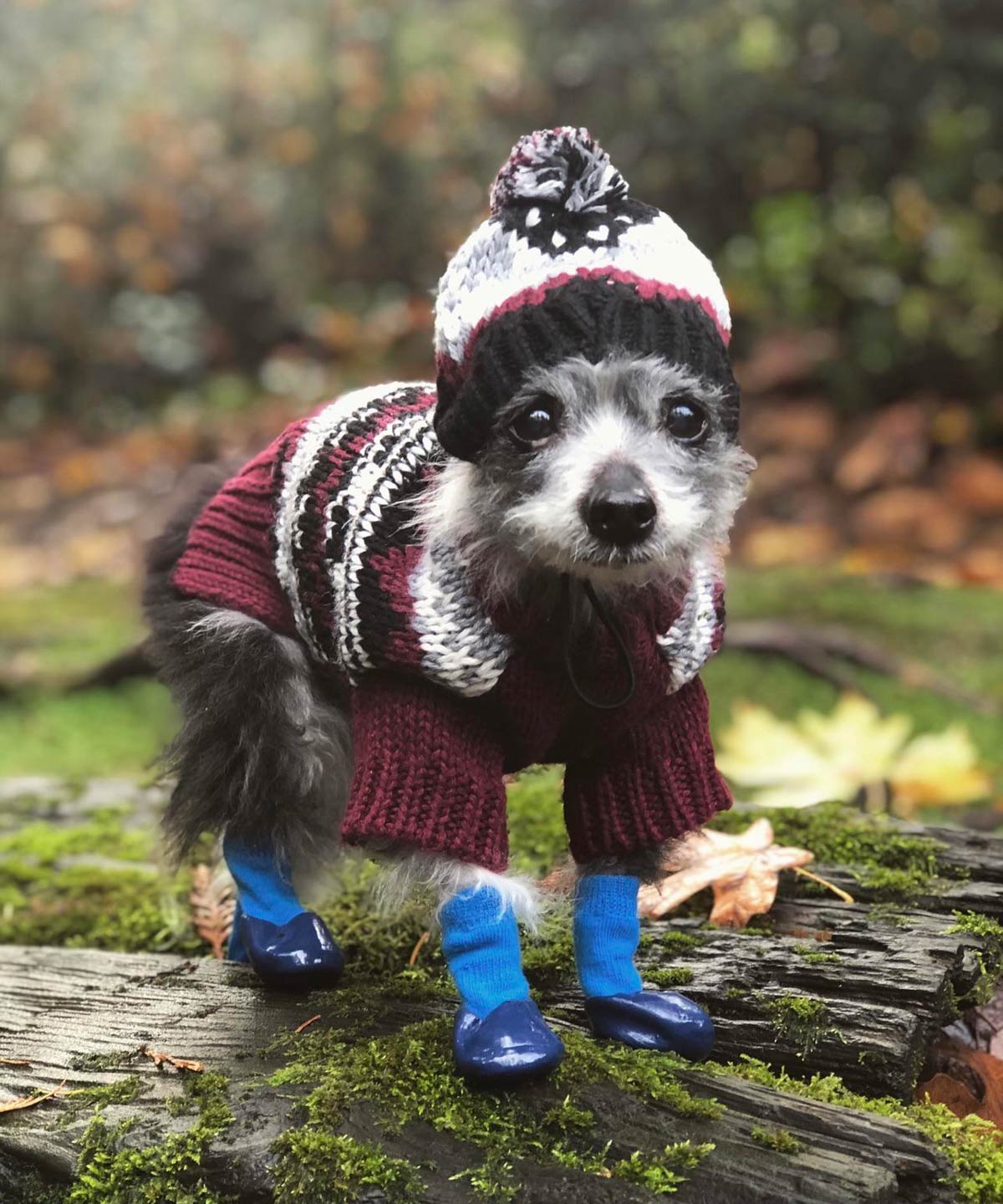 My tiny old dog, in a tiny hat and tiny boots