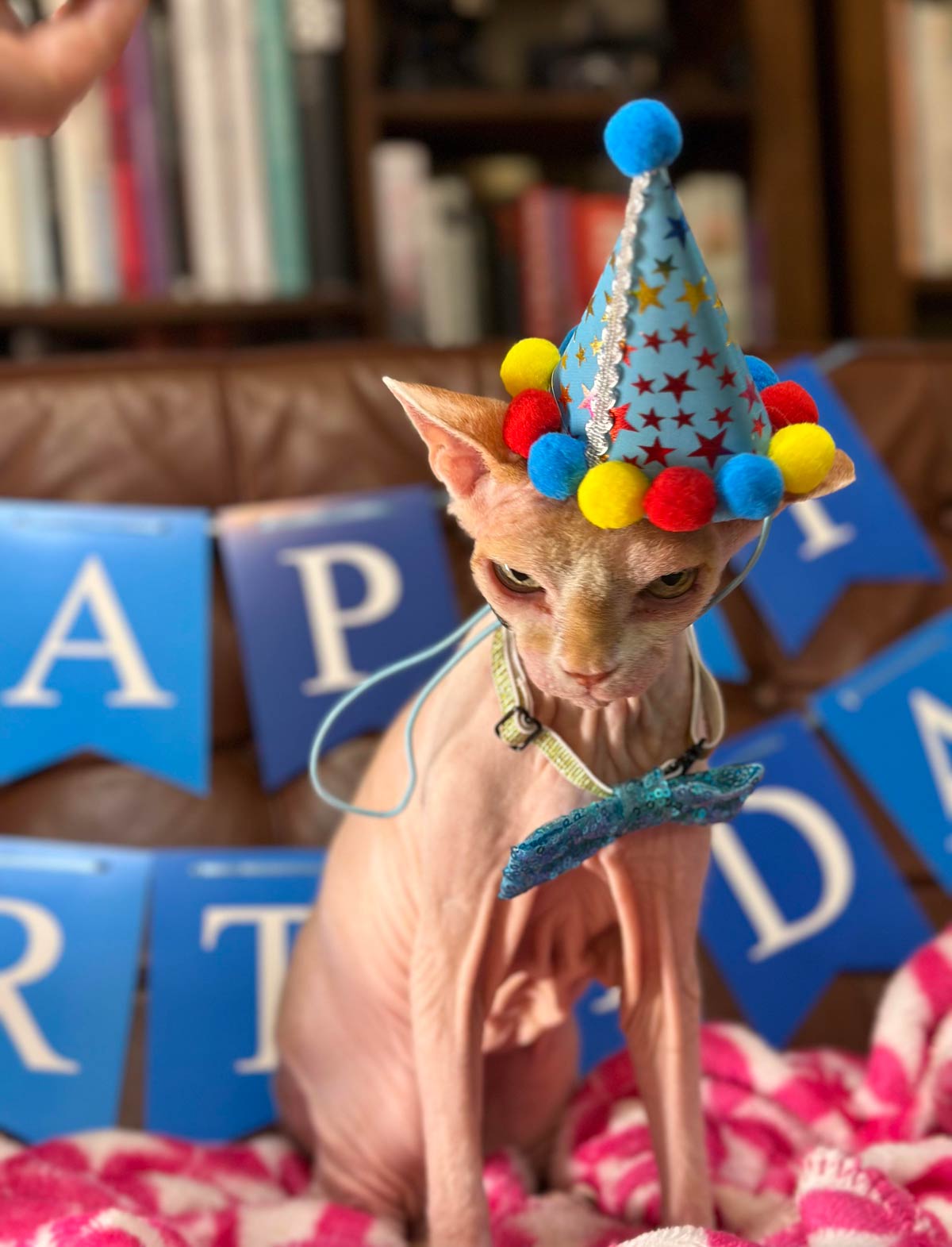 Our cat turned 19 on New Year's Day