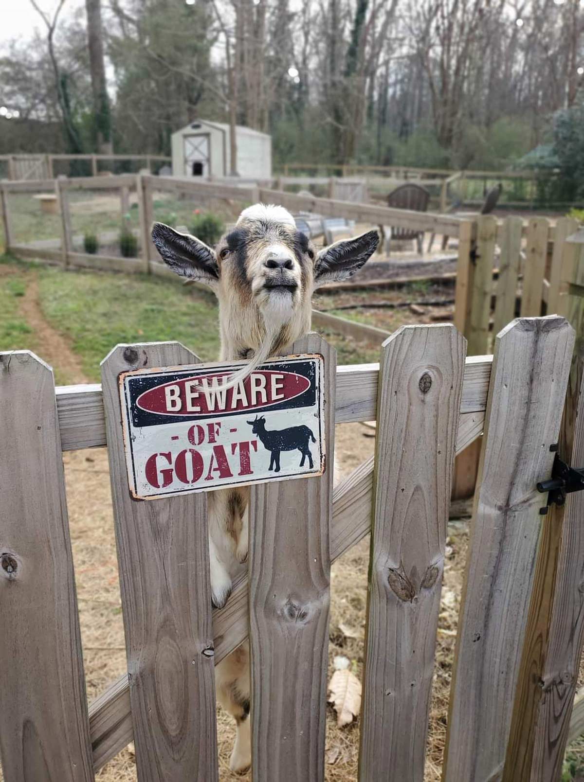 Beware of Goat