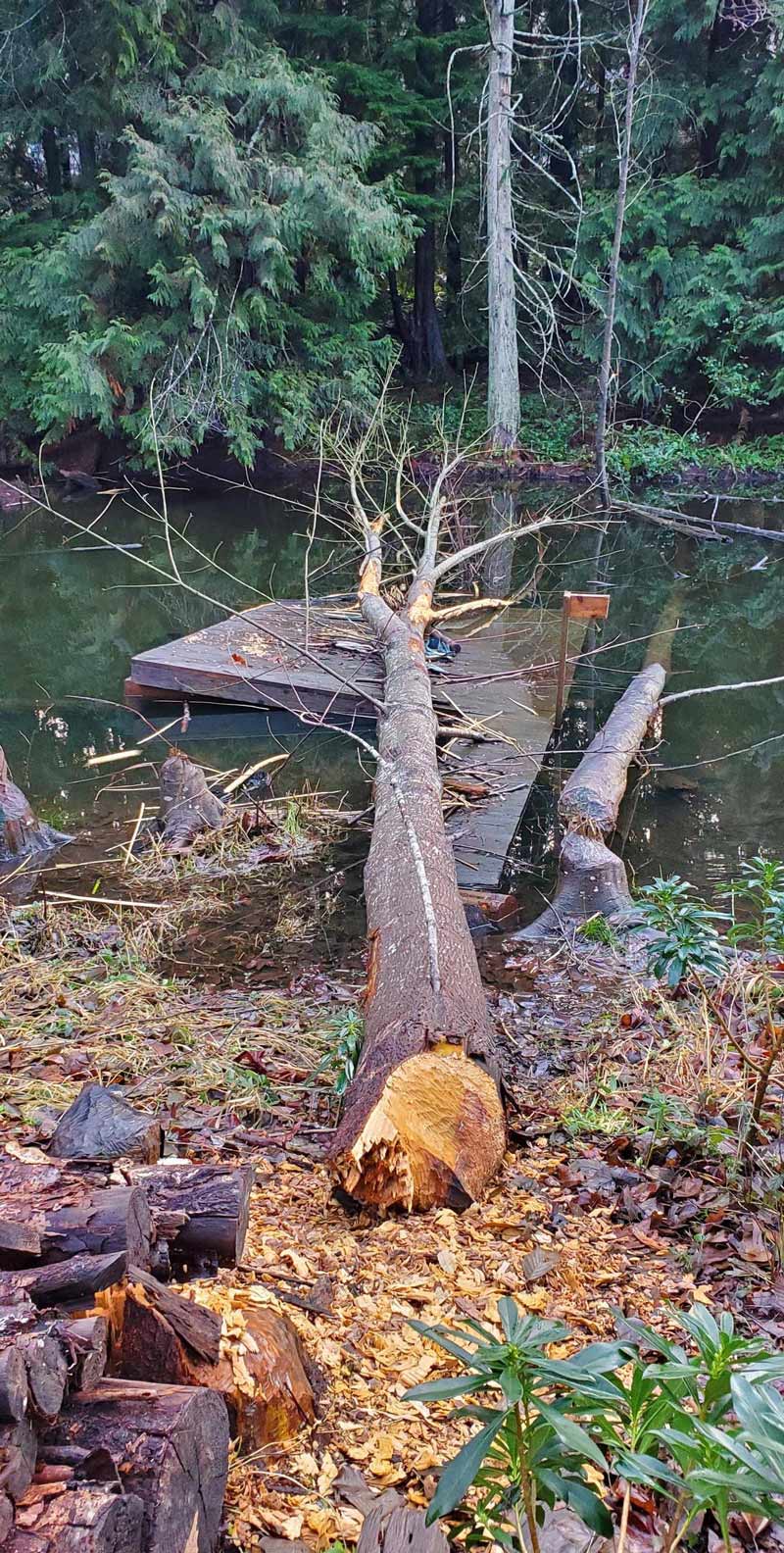 The local beaver has retaliated after his dam was removed
