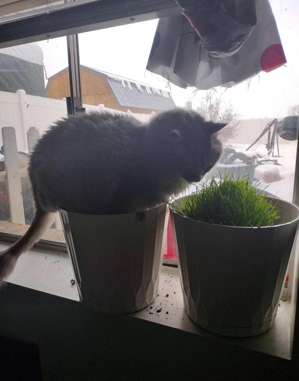 Had basil and wheatgrass next to each other. Grass was doing fine, I couldn't figure out why the basil died. Walked in on this