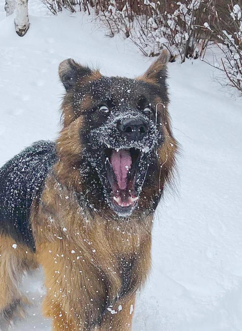 My dog’s enthusiasm for snow