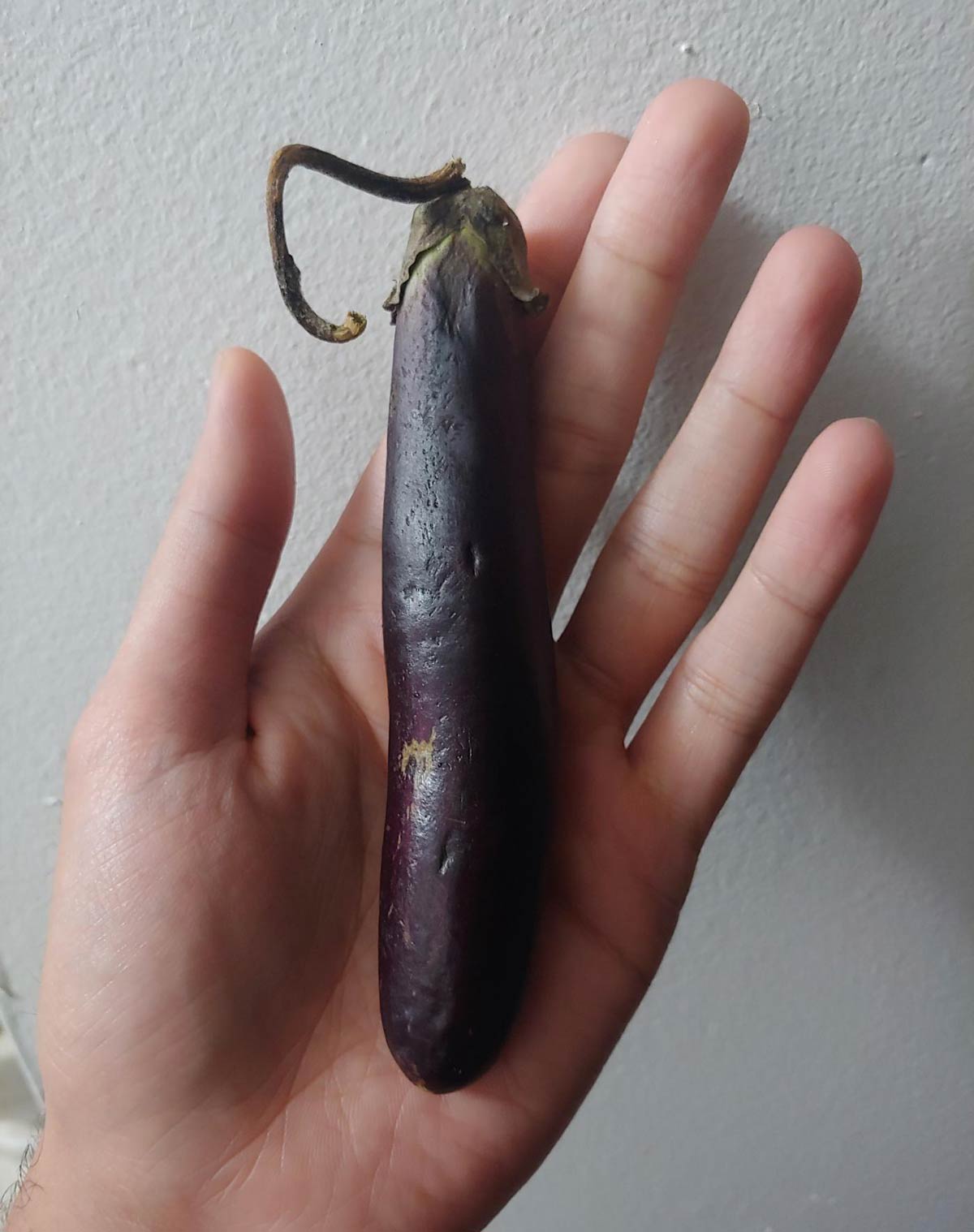 An eggplant representative of the average man