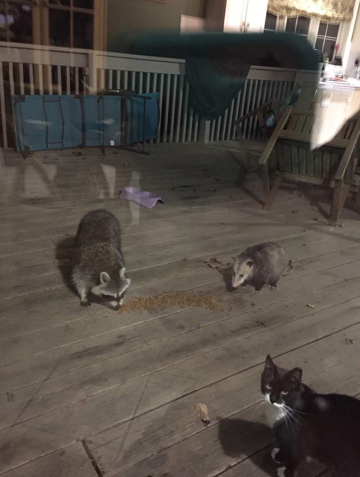 Unexpected visitors eating the cat food we put out for the strays