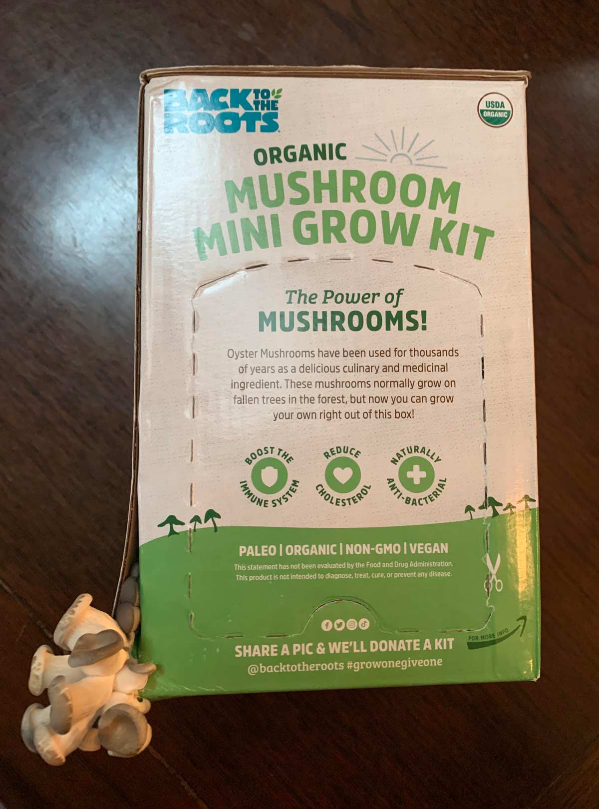 My mushroom growing kit got tired of waiting for me to set it up properly