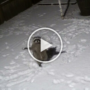Raccoon tries to catch falling snow