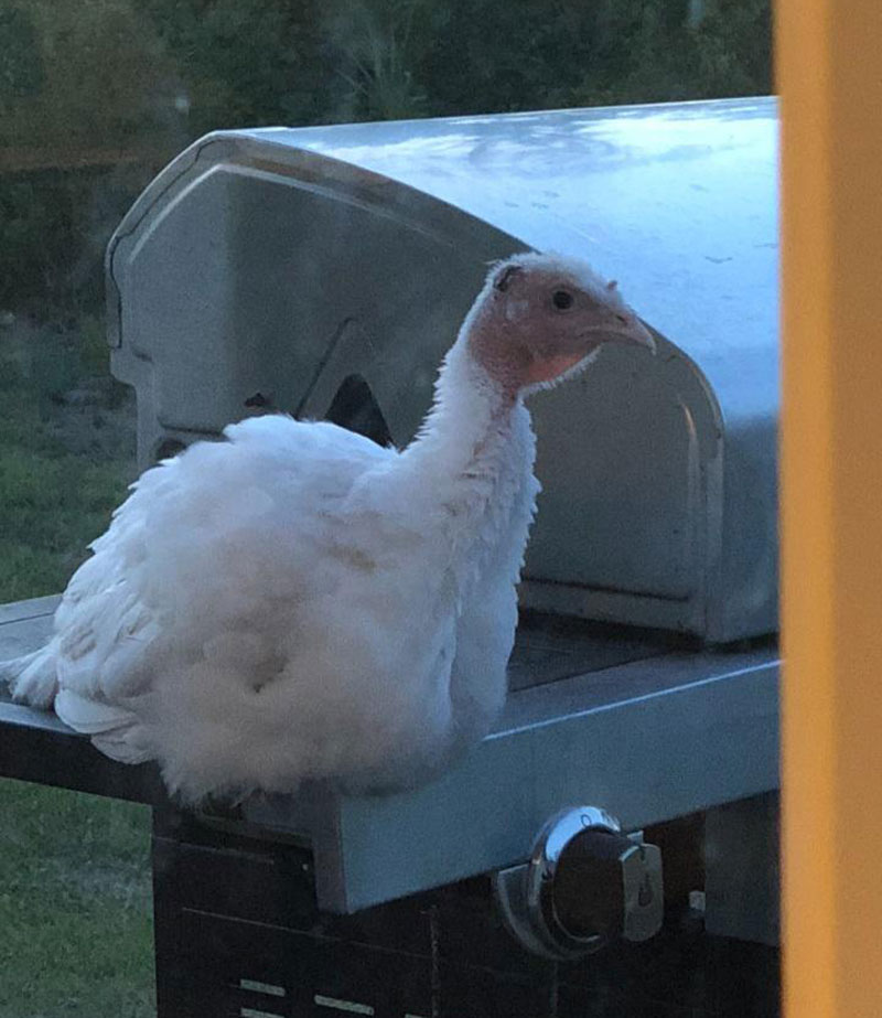 Random turkey decided to roost on my grill