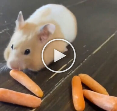 Hamster Loves Carrots