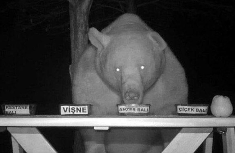 An agricultural engineer used this bear's night raids as a test to determine which type of honey was the best. In multiple, blind trials, "Big boy" always preferred the rare, expensive anzer honey; followed closely by chestnut, flower, and pine-wood honey