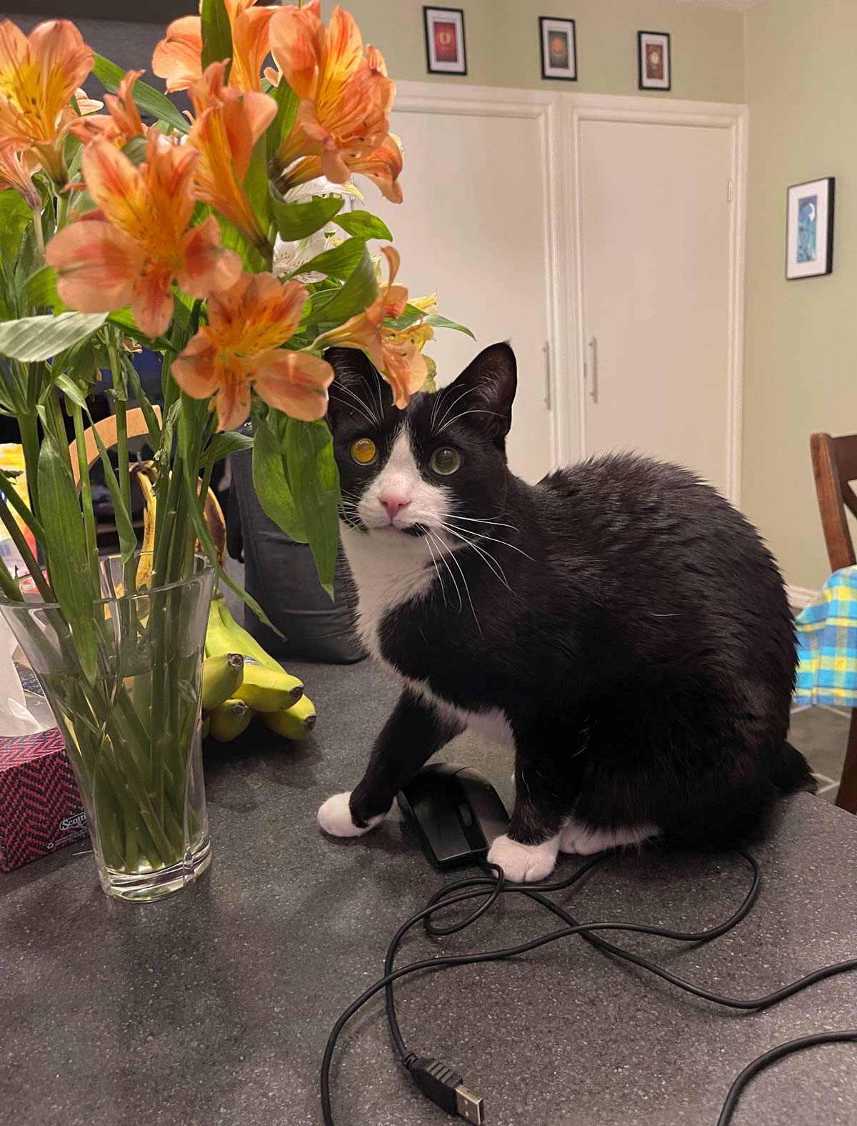 I’m beginning to wonder if Sylvester thinks his name is “Stop eating the fucking flowers”