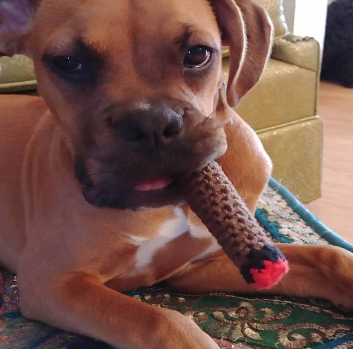 My mom crocheted my dog a cigar...