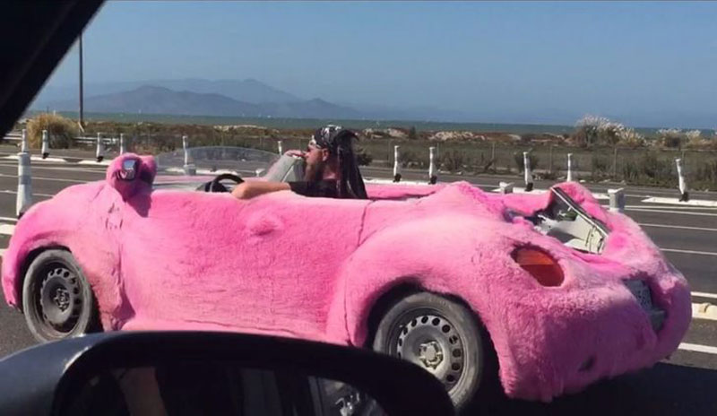 This pink fluffy Beetle