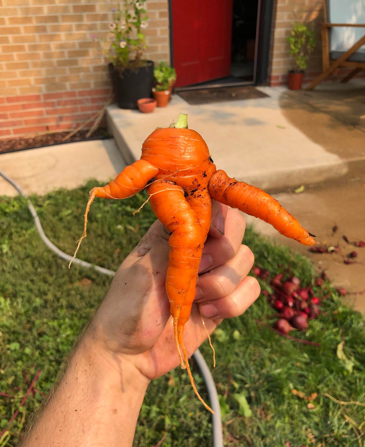 This carrot I pulled out of my garden