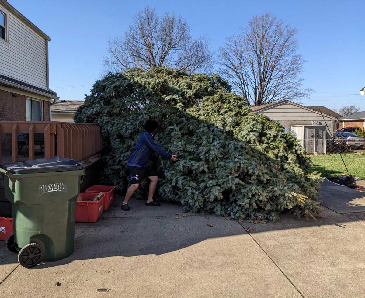 Windstorm took down the tree in my brother’s back yard. He sent this picture to the family with the caption “It's a real beaut Clark! Someone help me get it inside!