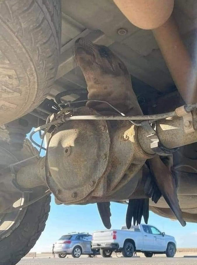 Cool stuff - Nothing more disappointing than looking under your vehicle after launching your boat and discovering that you have a bad seal on the diff