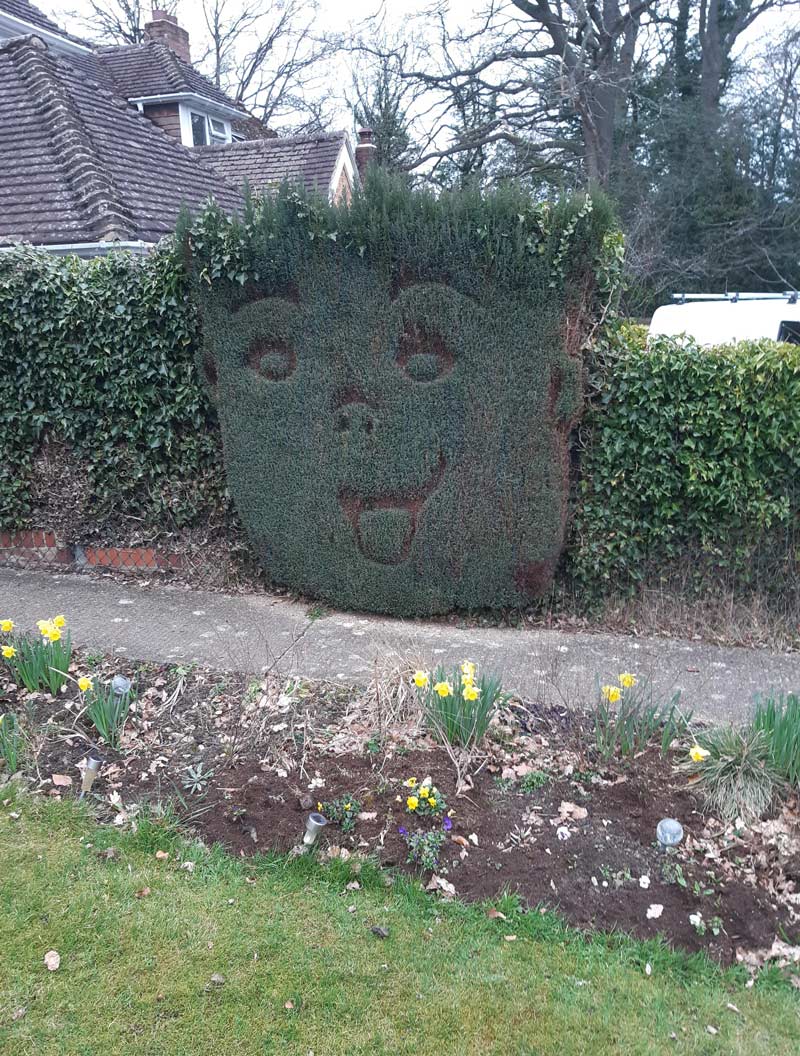 While working I met a guy who had this bush in his garden. When I asked if I could take a picture he said he "had a horrible neighbour a few doors down so we did this bush poking it's tongue out at him"