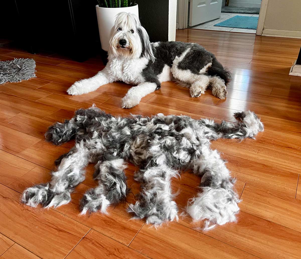 Brushed the dog and there’s enough fur for another dog