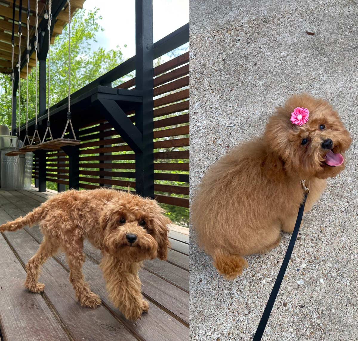 Cool stuff wife tried to save money by giving our dog a haircut on her own. Her haircut vs the professional haircut. No animals were harmed (besides self esteem)