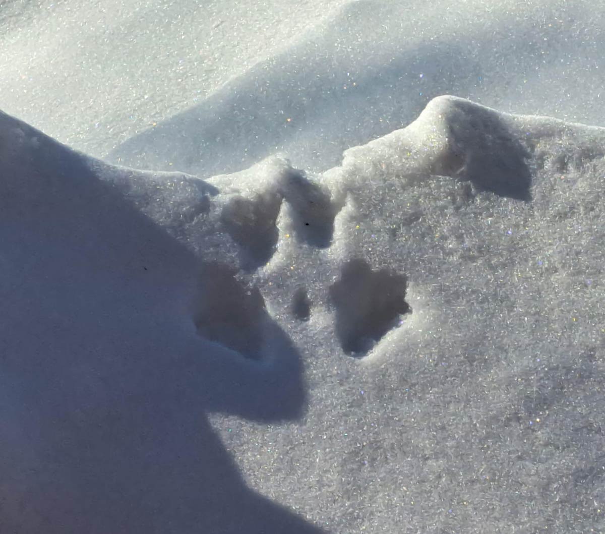 Tracks of a male squirrel