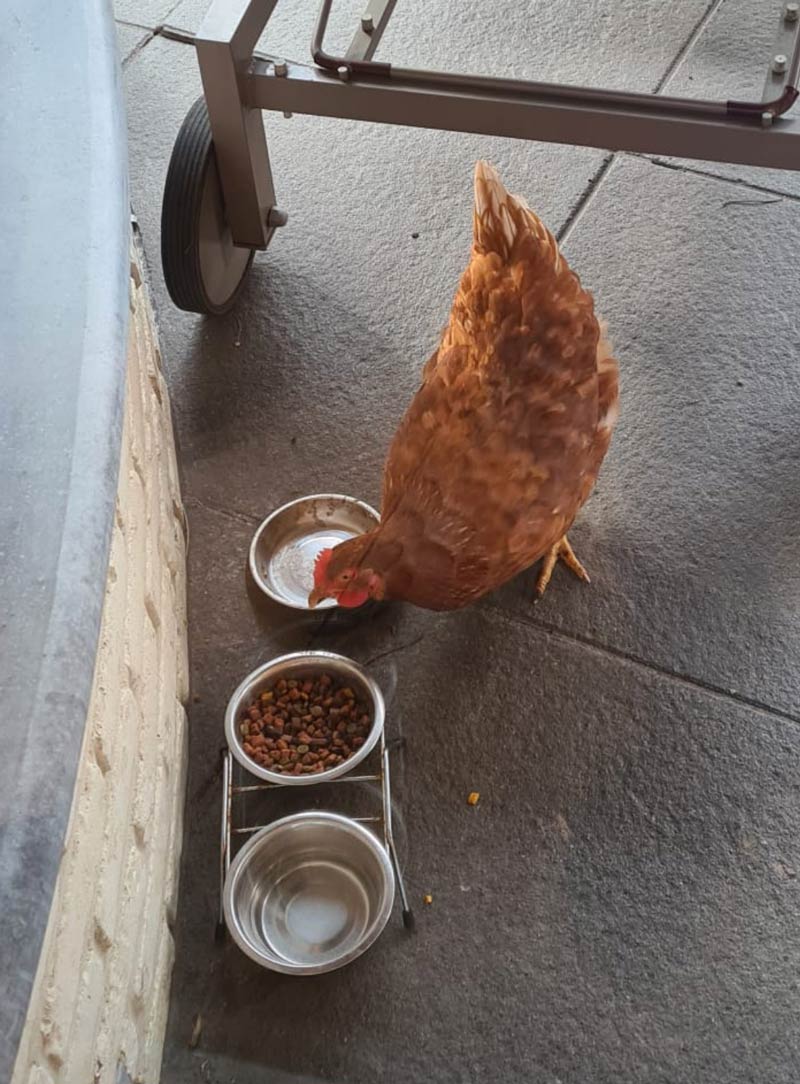 We put food outside for a stray cat but a random chicken out of nowhere started eating it