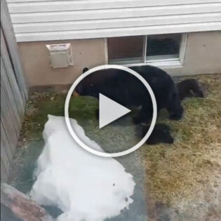 Bear Cubs Try to Follow Mom