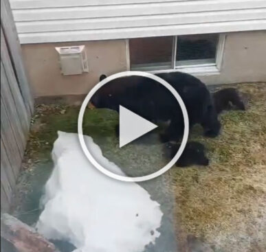 Bear Cubs Try to Follow Mom