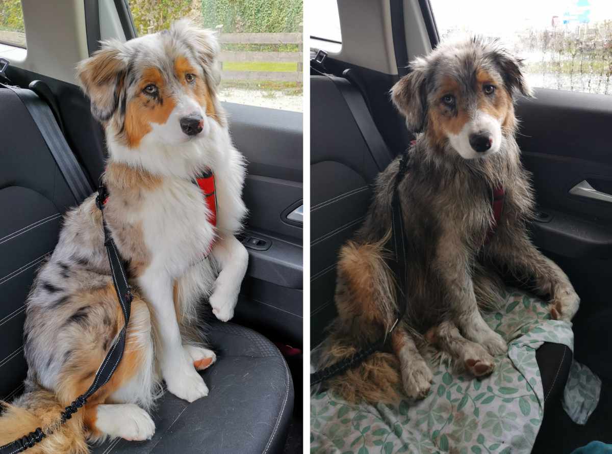 Before and after the dog park