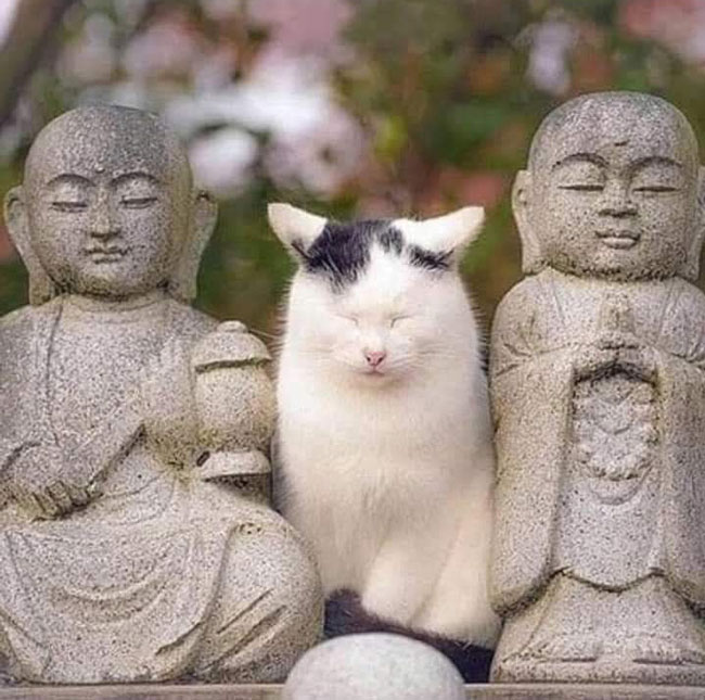 Kitty found inner peace