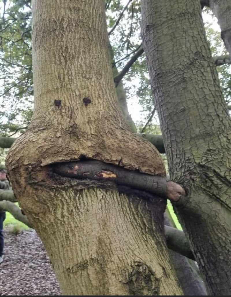 Tree has a mouth full