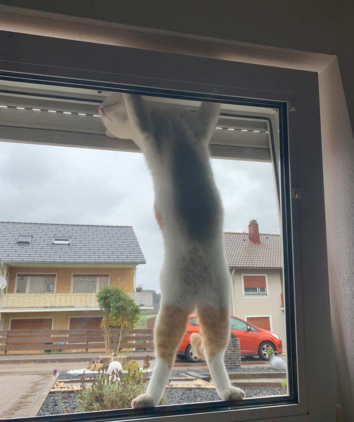 My neighbor's cat is trying to break into my house