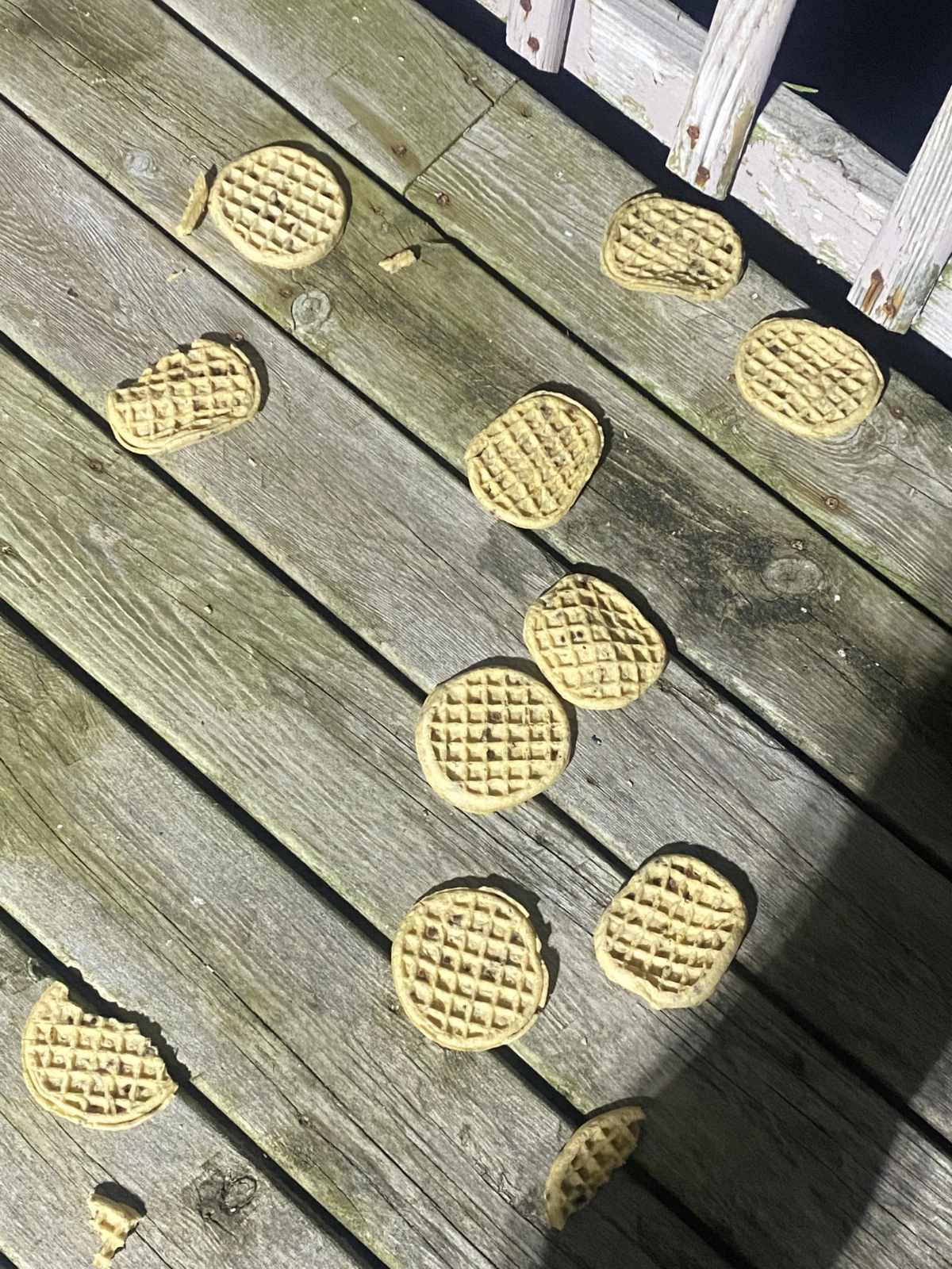 My mom threw all the chocolate waffles outside for the birds thinking the chocolate was mold