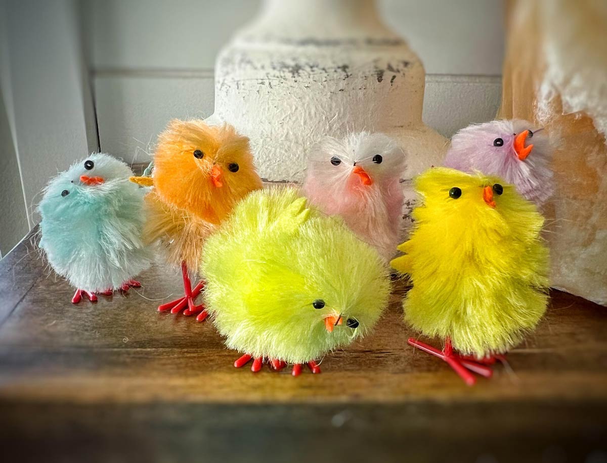 Cant help but laugh at the little deformed chicks my wife bought for Easter