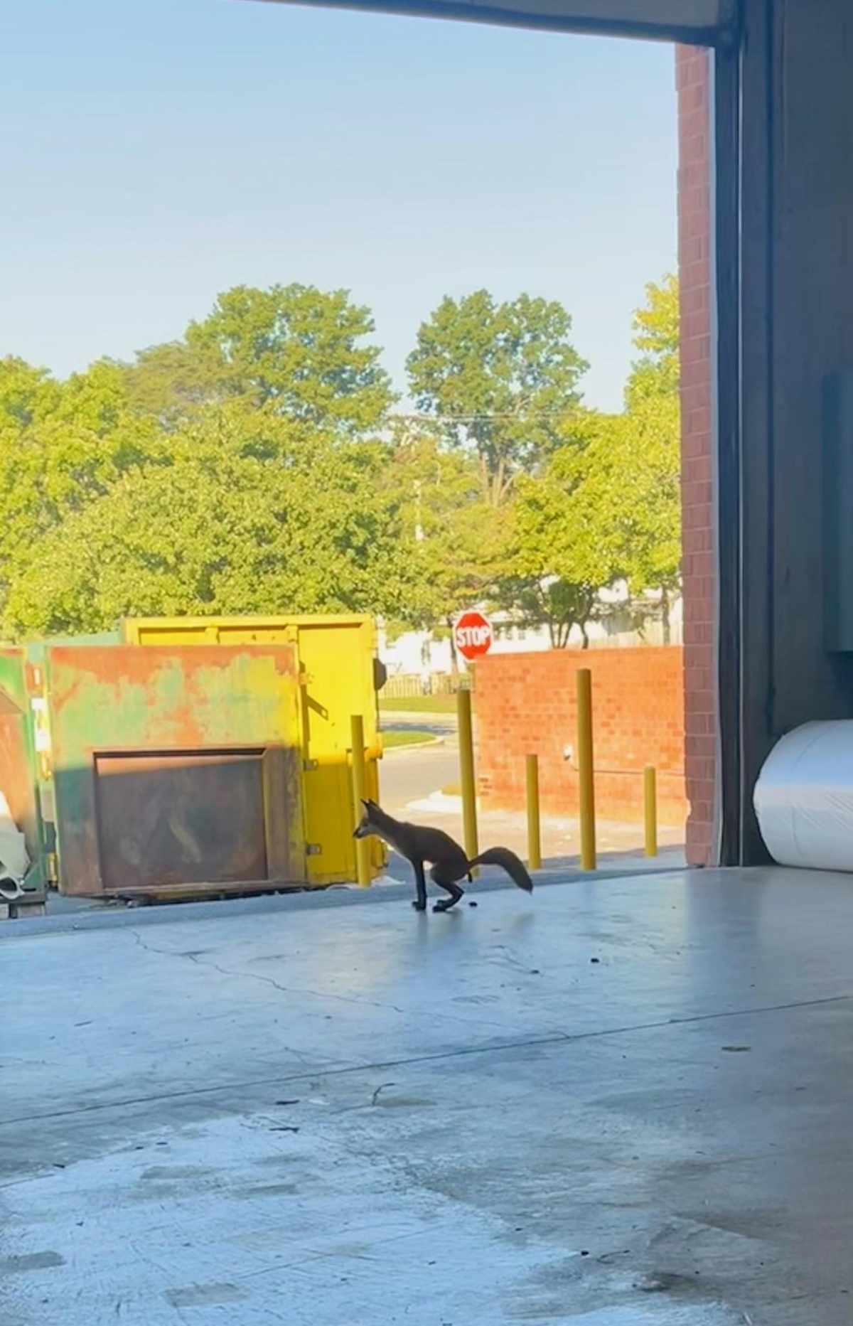 This fox walked into our warehouse, took a poop on the floor, and then left