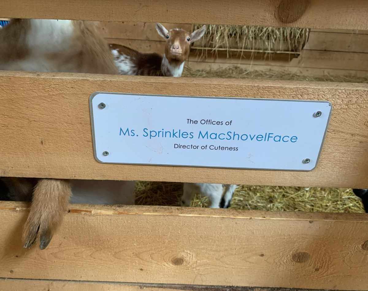 Local farm let the kids vote on the name of a goat. 10/10