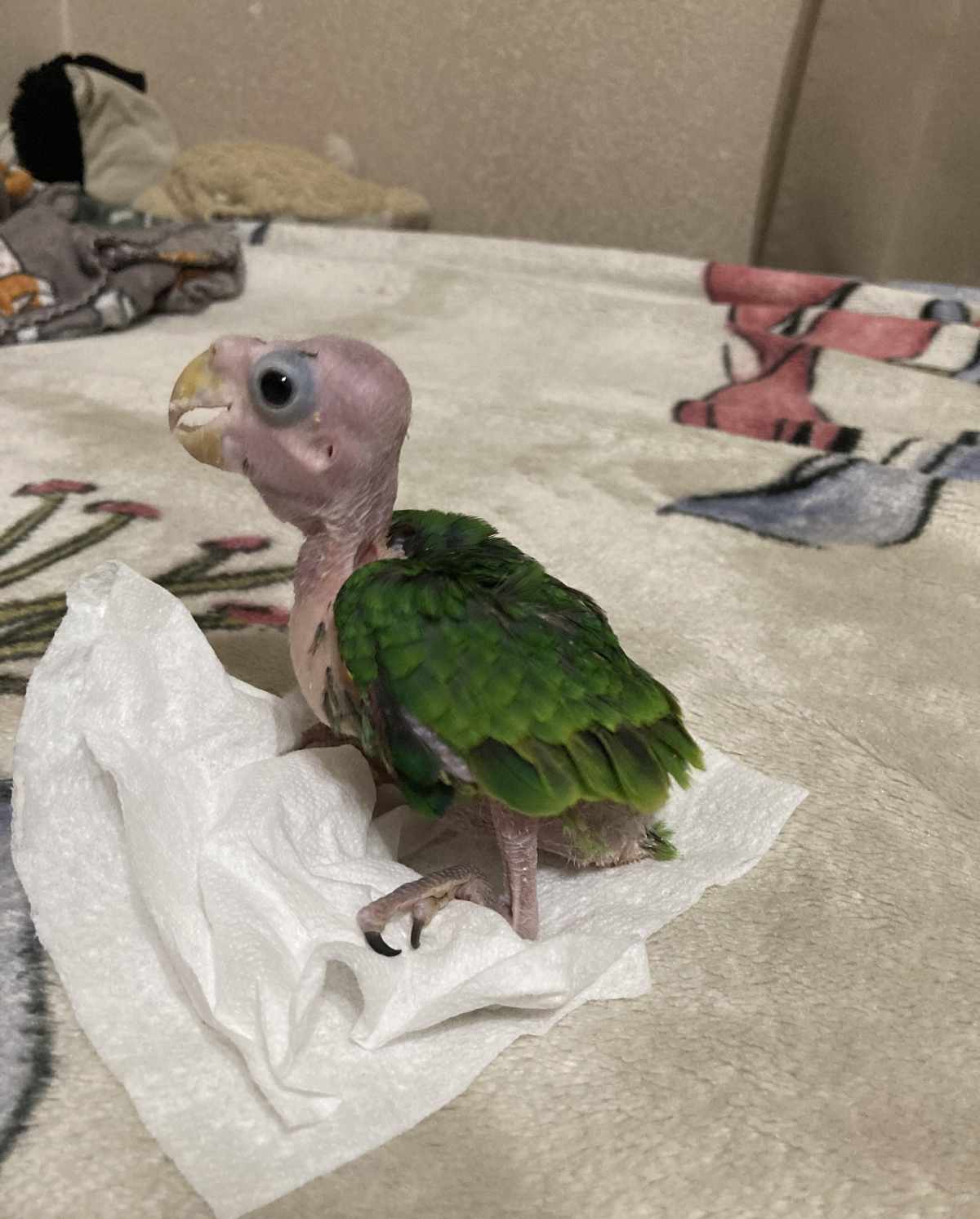 Got a new parrot and it reminded me of a certain Spider-Man villain