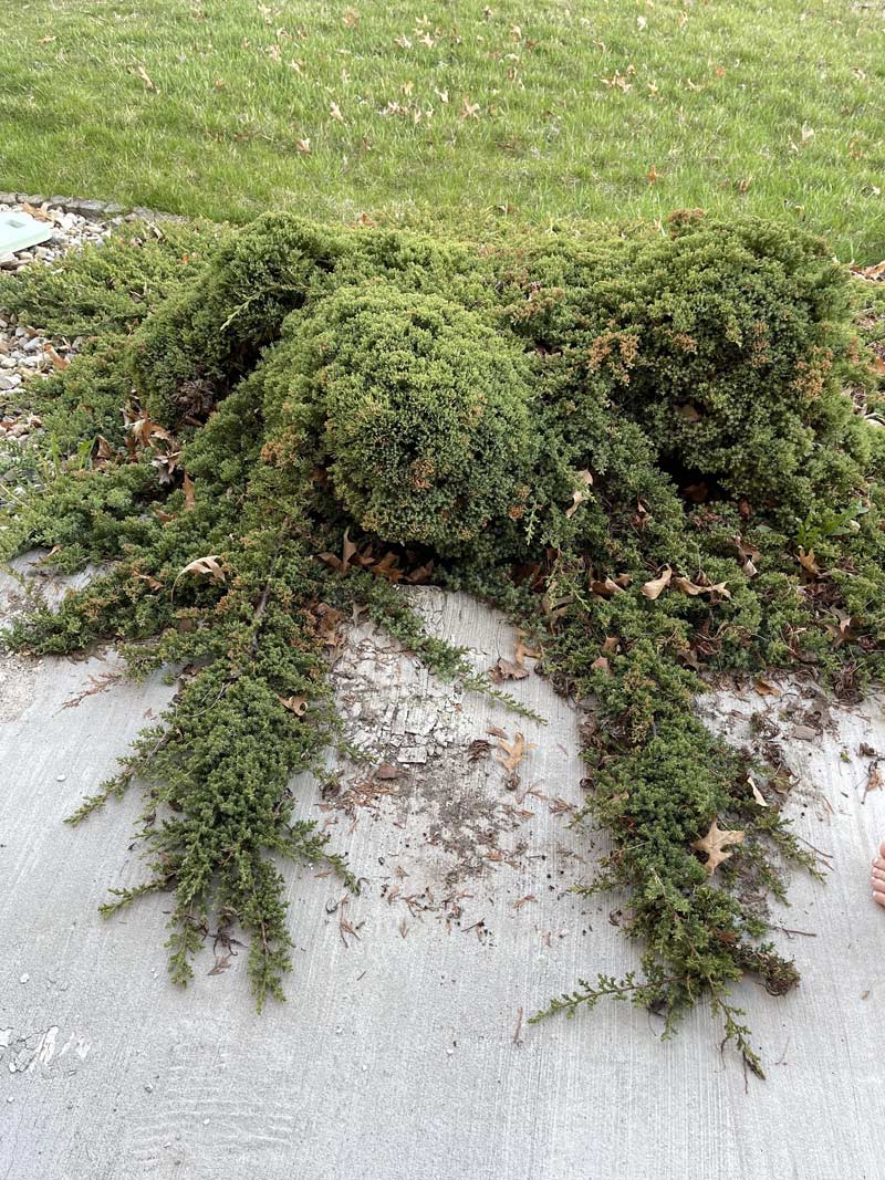 This shrub monster is crawling towards my house