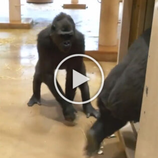 Cheeky Gorilla pulls off a flawless prank
