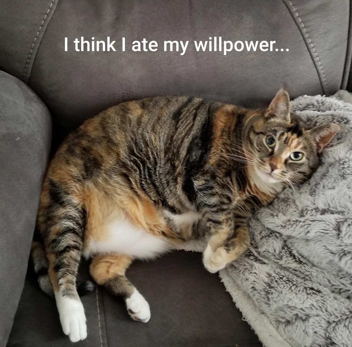 My cat's workout regimen...