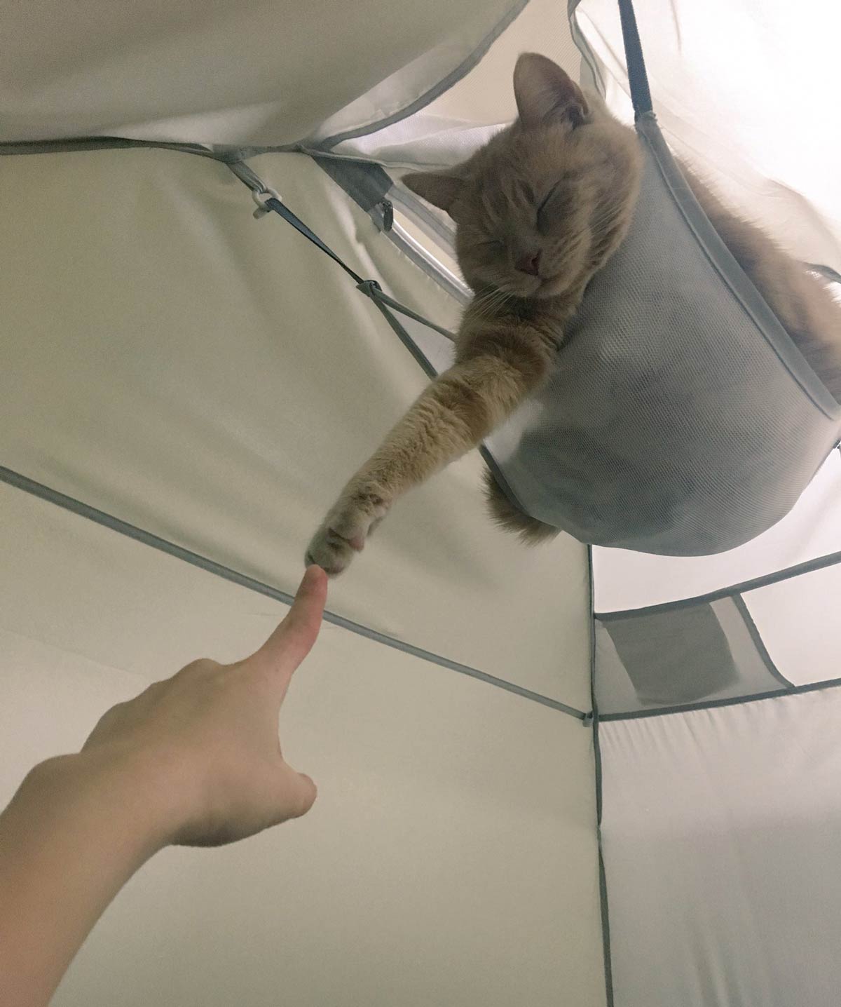 The creation of cat