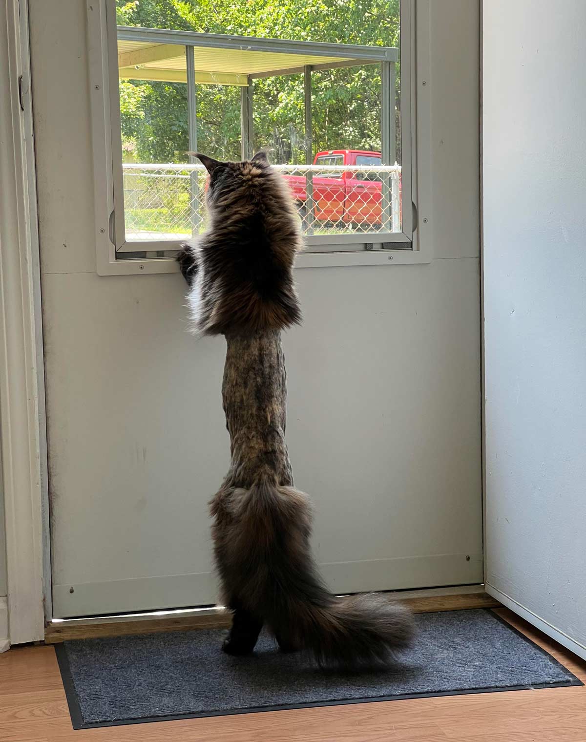 My friends cat got shaved at the vet and now she looks like a game of exquisite corpse