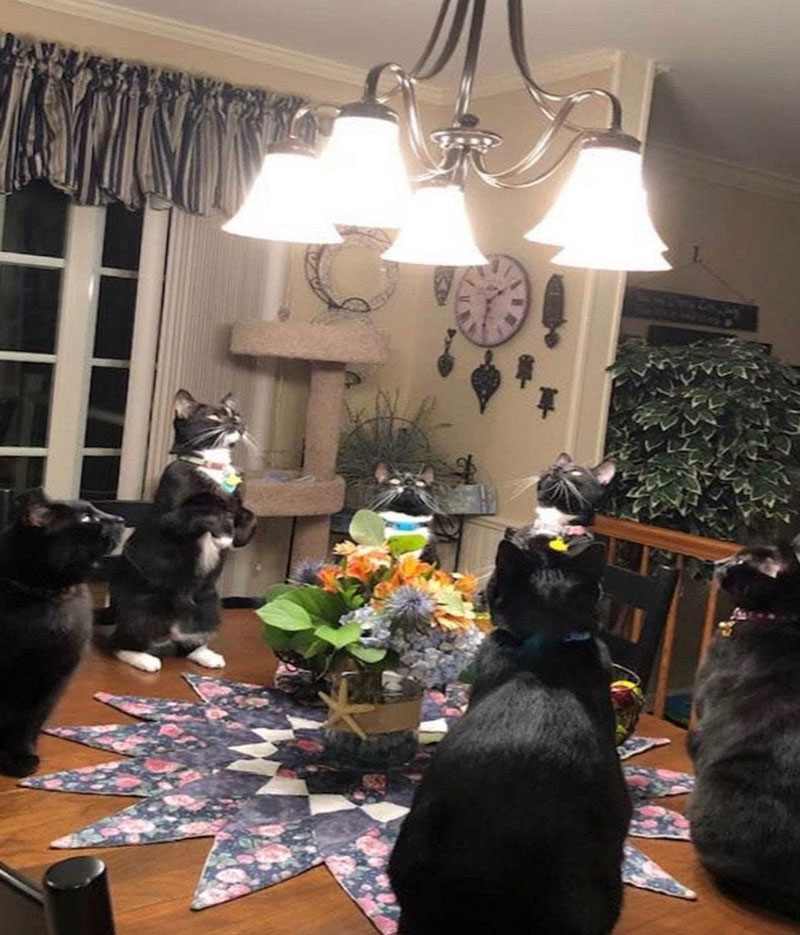 I think my cats started a cult