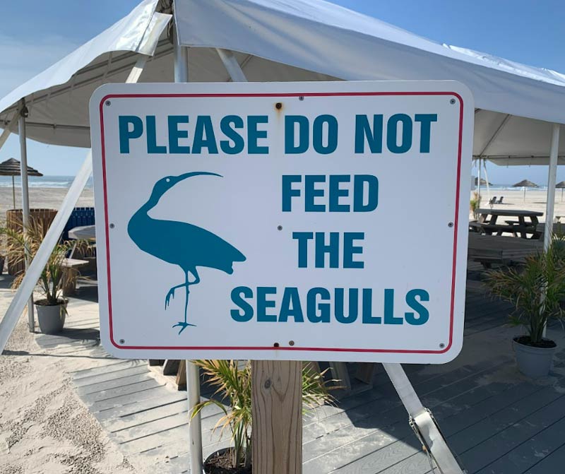 I don't think that's a seagull