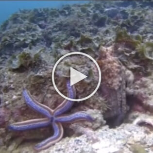 An octopus having a bad day