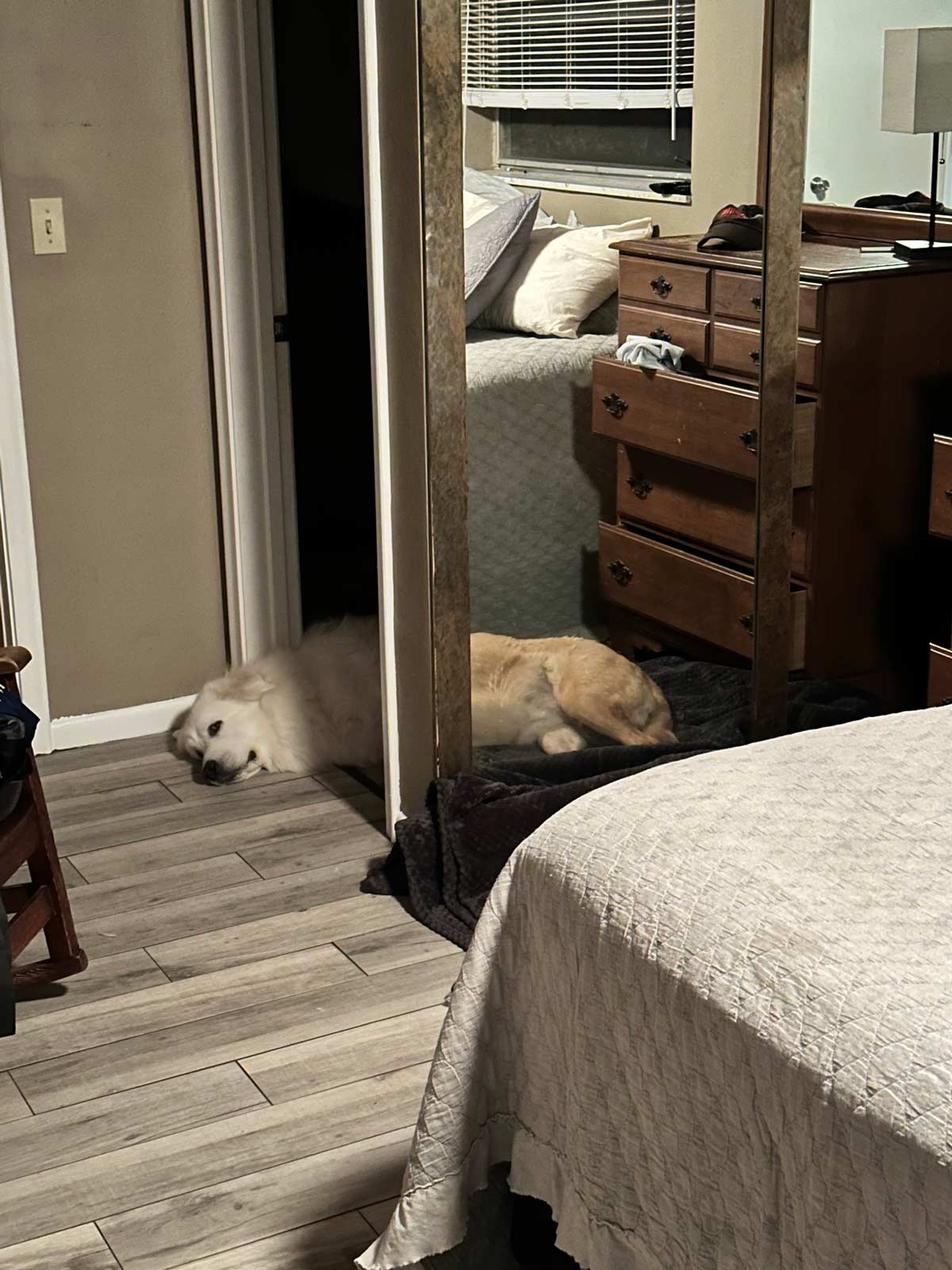 My sister’s dogs were sleeping, one inside the bathroom, one next to the bed, the reflection made it look like one dog