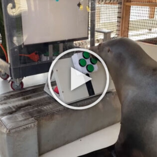 Teaching seals to play video games