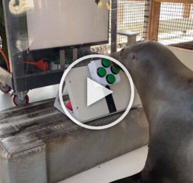 Teaching Seals to Play Video Games