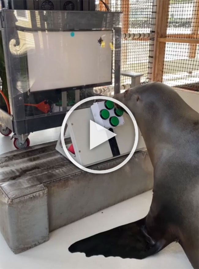 Teaching seals to play video games